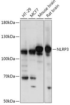 Anti-NLRP3 Antibody (CAB14223)