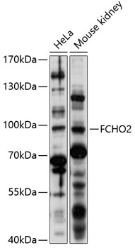 Anti-FCHO2 Antibody (CAB14956)