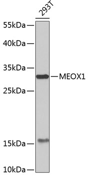 Anti-MEOX1 Antibody (CAB7332)