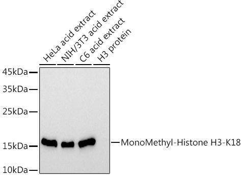 Western blot analysis of extracts of various cell lines, using MonoMethyl-Histone H3-K18 antibody at 1:1000 dilution. Secondary antibody: HRP Goat Anti-Rabbit IgG (H+L) at 1:10000 dilution. Lysates/proteins: 25ug per lane. Blocking buffer: 3% nonfat dry milk in TBST. Detection: ECL Basic Kit. Exposure time: 30s.