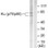 XRCC6/XRCC5 Antibody PACO23829
