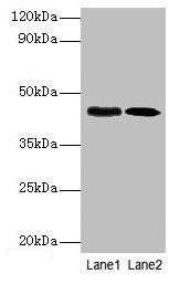 lapB Antibody (PACO34786)