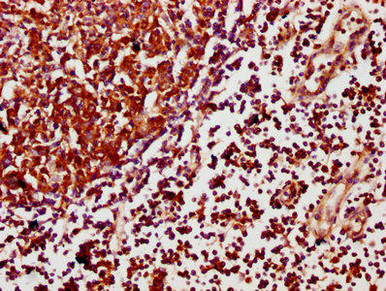 Scimp SCIMP Antibody - Human ELISA, IHC, IF | Assay Genie