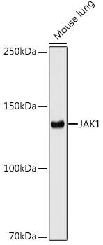 JAK1 Rabbit Monoclonal Antibody