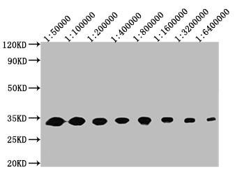 GFP Monoclonal Antibody