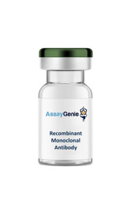 Anti-Mouse CD279 (PD-1) [RMP1-14] Recombinant Monoclonal Antibody