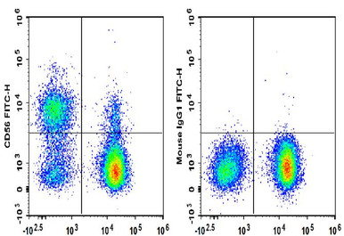 FITC Anti-Human CD56 Antibody [MY31]