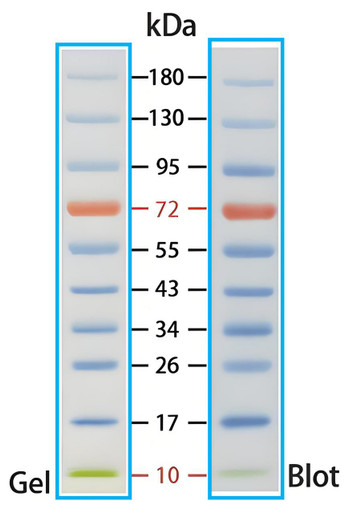 TriColor Prestained Protein Ladder