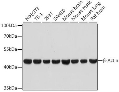beta-Actin Rabbit Monoclonal Antibody