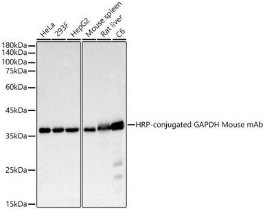 HRP GAPDH Monoclonal (CABC035)