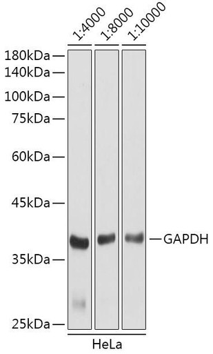 Secondary Antibodies