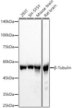 β-Tubulin Rabbit Polyclonal (CABC008)