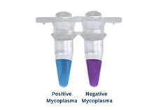 Rapid Mycoplasma Detection Kit (MORV0011)