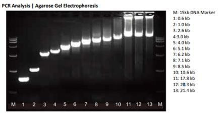 Genie Fusion Ultra High-Fidelity DNA Polymerase packaging from Assay Genie