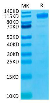 Biotinylated Recombinant Human VEGFR-1/FLT-1 Protein (RPCB0043)