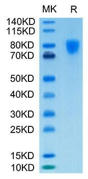Biotinylated Recombinant Human PDGFR-alpha/CD140a Protein (RPCB0069)