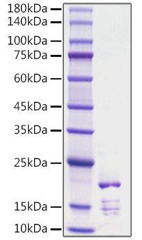 Recombinant Rat FGF-2/bFGF Protein (RPCB1168)