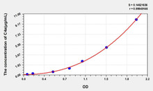 Mouse C4a (Complement Component 4a) ELISA Kit (AEKE04210)