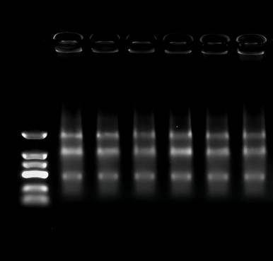 GenieZol Total RNA Extraction Reagent