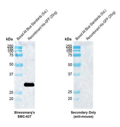 Anti-GFP Antibody [H24]