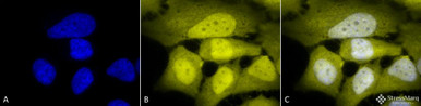 Anti-Phosphoserine Antibody