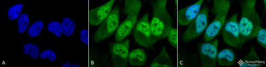 Anti-Phosphothreonine Antibody