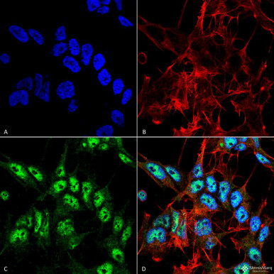 Anti-Beclin 1 Antibody