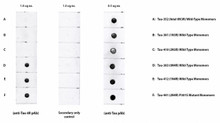 Anti-Tau 4R Antibody