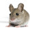 Mouse ELISA Kits Mouse Hyaluronidase-4 Hyal4 ELISA Kit