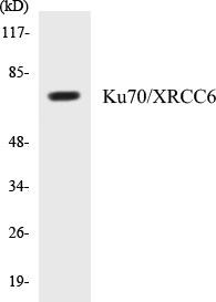 Epigenetics and Nuclear Signaling Ku70/XRCC6 Colorimetric Cell-Based ELISA Kit