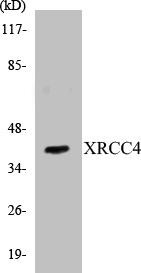 Epigenetics and Nuclear Signaling XRCC4 Colorimetric Cell-Based ELISA Kit