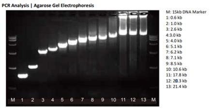 Genie Fusion Ultra High-Fidelity DNA Polymerase