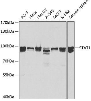 STAT1 Rabbit Polyclonal Antibody