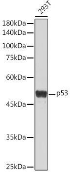 ChIP antibody