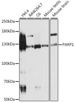 PARP1 Rabbit Polyclonal Antibody (KO validated)