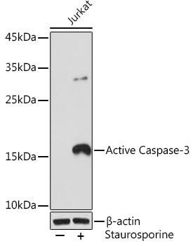 Active Caspase-3 Rabbit Monoclonal Antibody