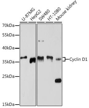 Cyclin D1 Rabbit Polyclonal Antibody