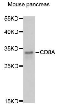 CD8 Monoclonal Antibody (APC)