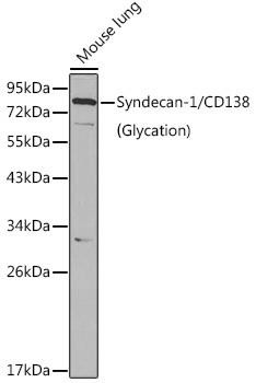 CD138 / Syndecan-1 Rabbit Polyclonal Antibody