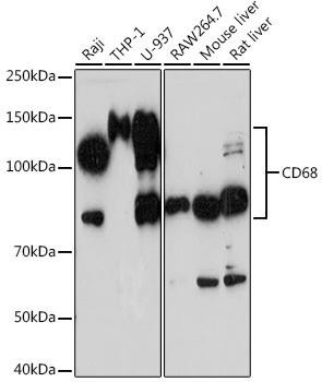 CD68 Antibody - Human, Mouse, Rat Research | Assay Genie
