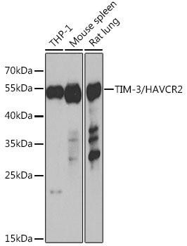 Immunology Antibodies 1 Anti-TIM-3/HAVCR2 Antibody CAB13445