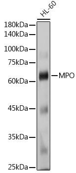 MPO / Myeloperoxidase Antibody