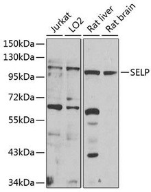 Cell Biology Antibodies 4 Anti-SELP Antibody CAB1425