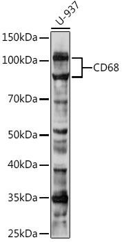 Anti-CD68 Antibody