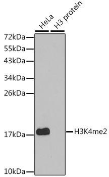 Di-Methyl-Histone H3 (K4)