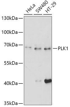PLK1 Rabbit Polyclonal Antibody
