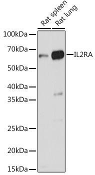 CD25 / IL2RA Rabbit Polyclonal Antibody