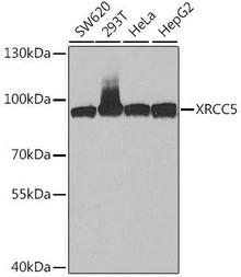 Epigenetics and Nuclear Signaling Antibodies 2 Anti-XRCC5 Antibody CAB5862