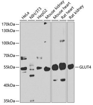 GLUT4 Antibody