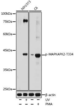 Phospho-MAPKAPK2 (Thr334) Antibody